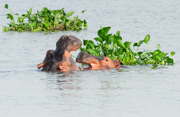 348 - Hippos Victoria Nile DSC_0295